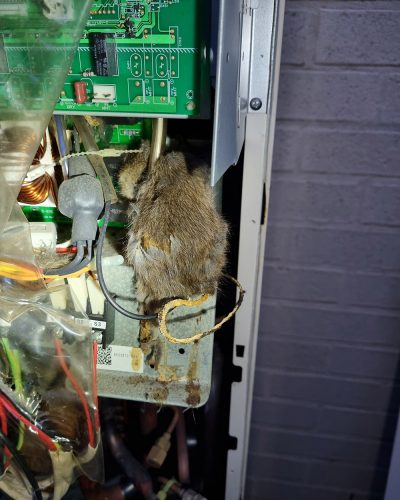 Dead rat in Ducted air conditioner outdoor unit
